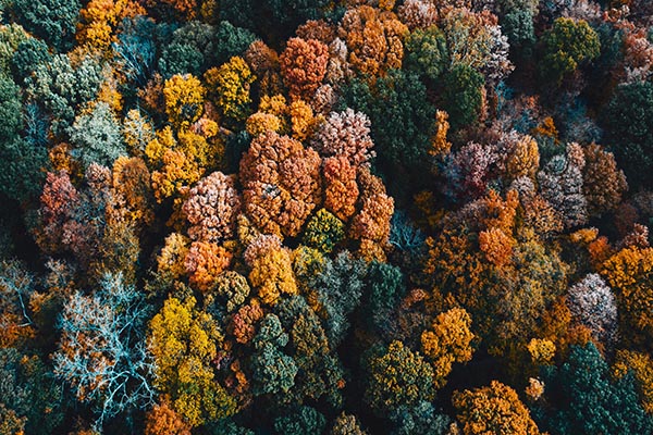 An aerial view of late autumn trees