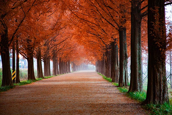 Orange colored leaves on a row of trees