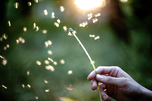 Seeds blowing off of a dandelion